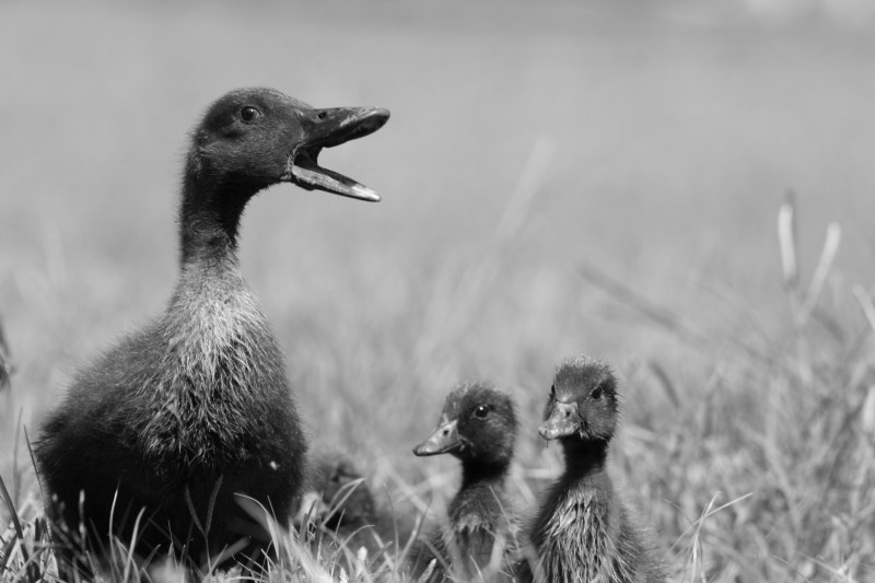 quack_cayuga_kim-carr-photography-2