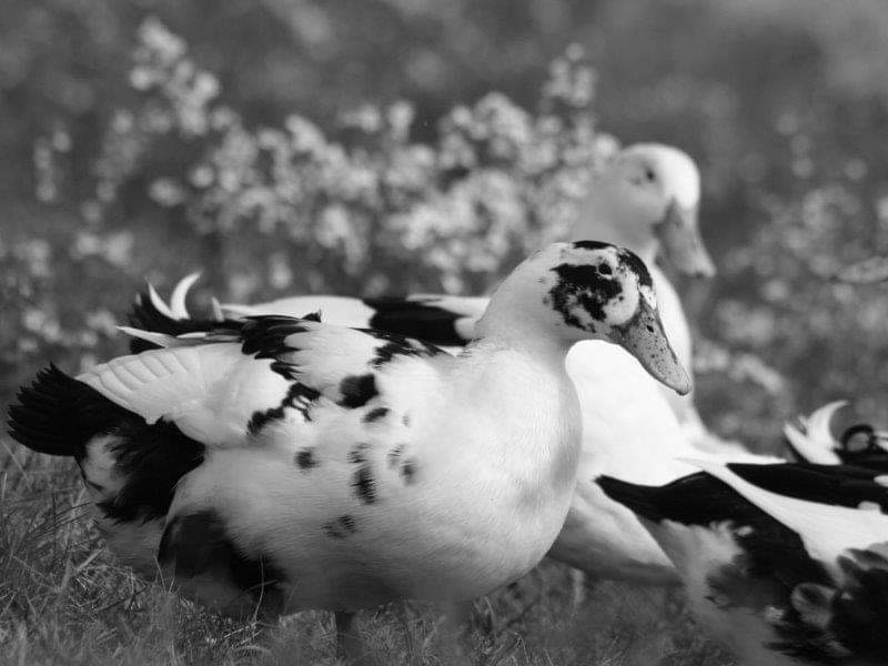 tequila-ranch-ducks