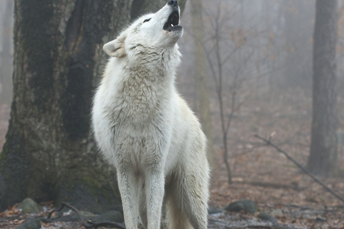 the-howling