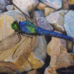 blue-green-dragonfly