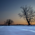 burr_oak_in_snow_evening_final_version_8x10_dsc1690