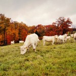autumn_pastures-bomh2
