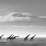 amboseli-mt-kilimanjaro-giraffes