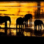 elephant-silhouettes