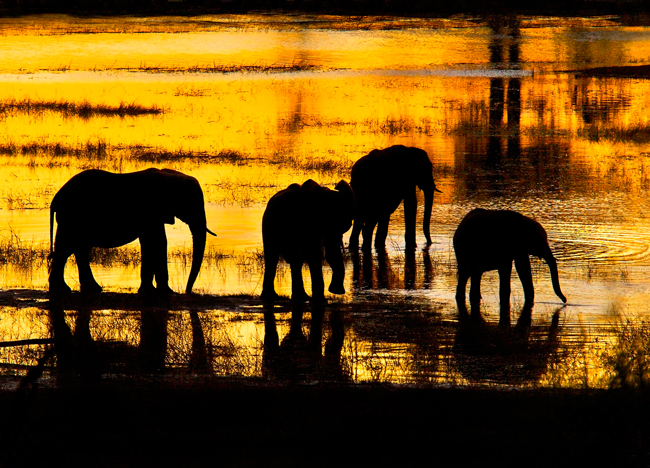 elephant-silhouettes