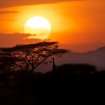 giraffe-in-samburu-sunset