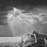 lion-standing-looking-out-as-sky-clears
