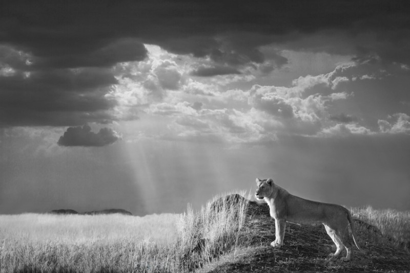 lion-standing-looking-out-as-sky-clears