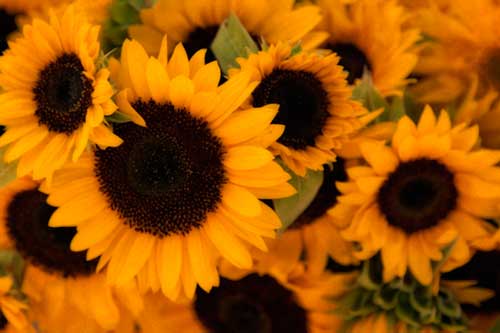 sunflowers-img-6541