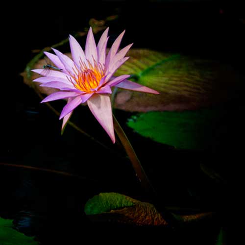 water-lilliy-square-img-2468