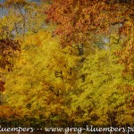 fall-colors-creve-coure-park-grk7805_11052019-hdr4447-texture