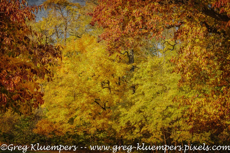 fall-colors-creve-coure-park-grk7805_11052019-hdr4447-texture
