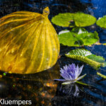 yellow-onion-and-violet-lily-mobot-with-textures-grk0765_08312022-edit