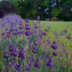 lavender-rhapsody